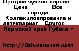 Продам чучело варана › Цена ­ 15 000 - Все города Коллекционирование и антиквариат » Другое   . Пермский край,Губаха г.